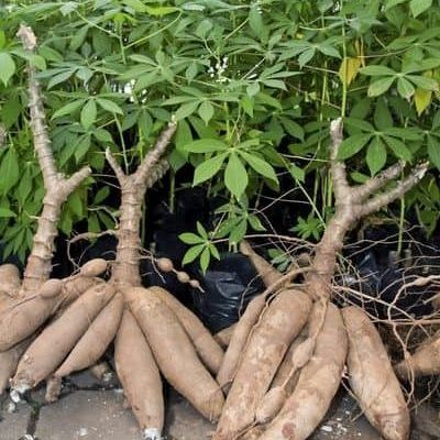 cassava